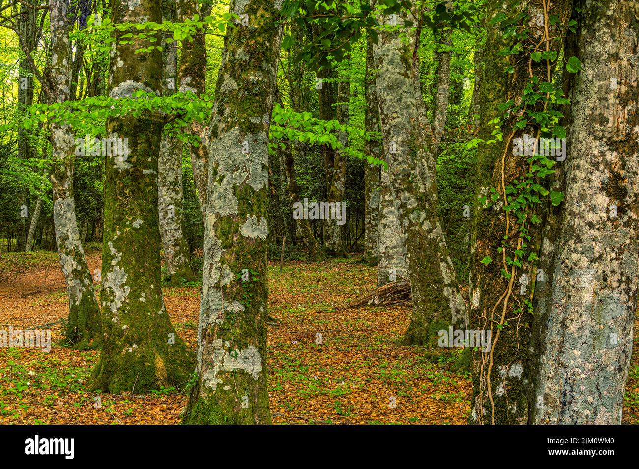 Beech forest in the Umbrian forest in the Gargano National Park. Gargano National Park, Puglia, Italy, Europe Stock Photo