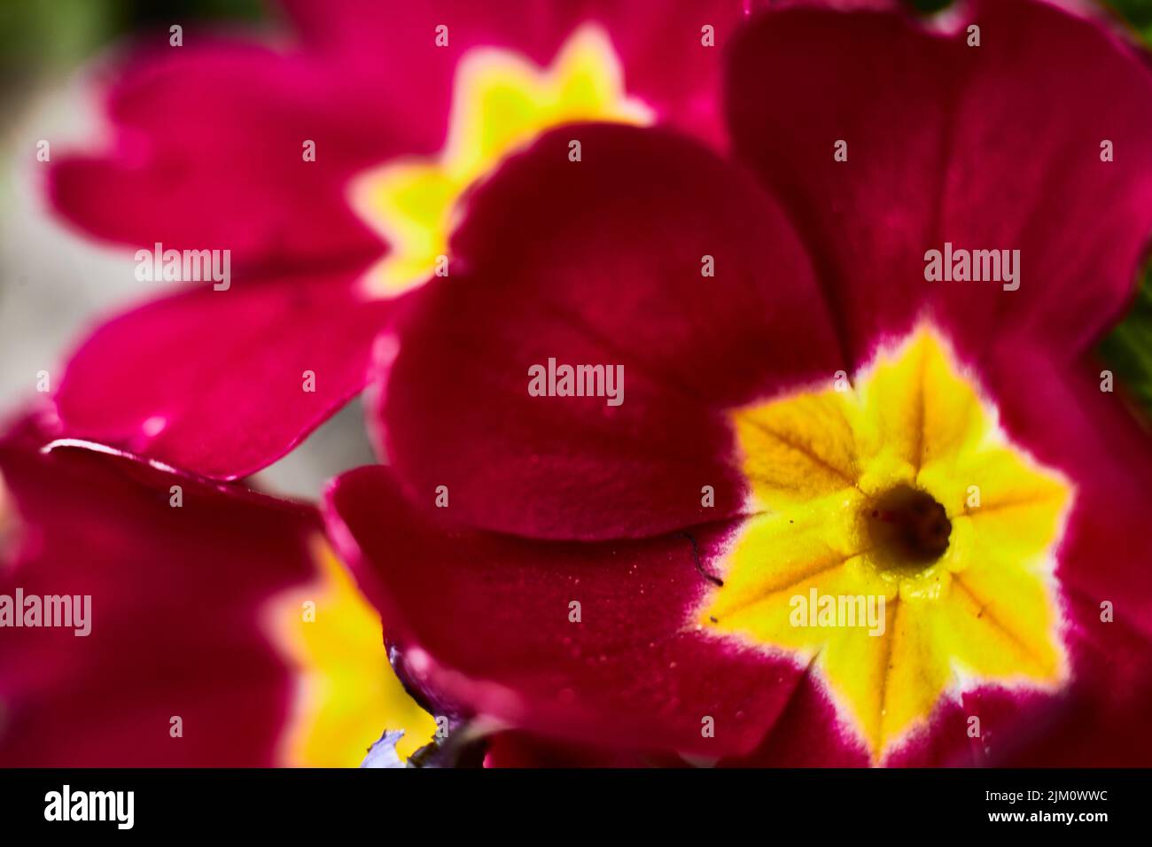 A closeup shot of blooming yellow red primrose flowers Stock Photo