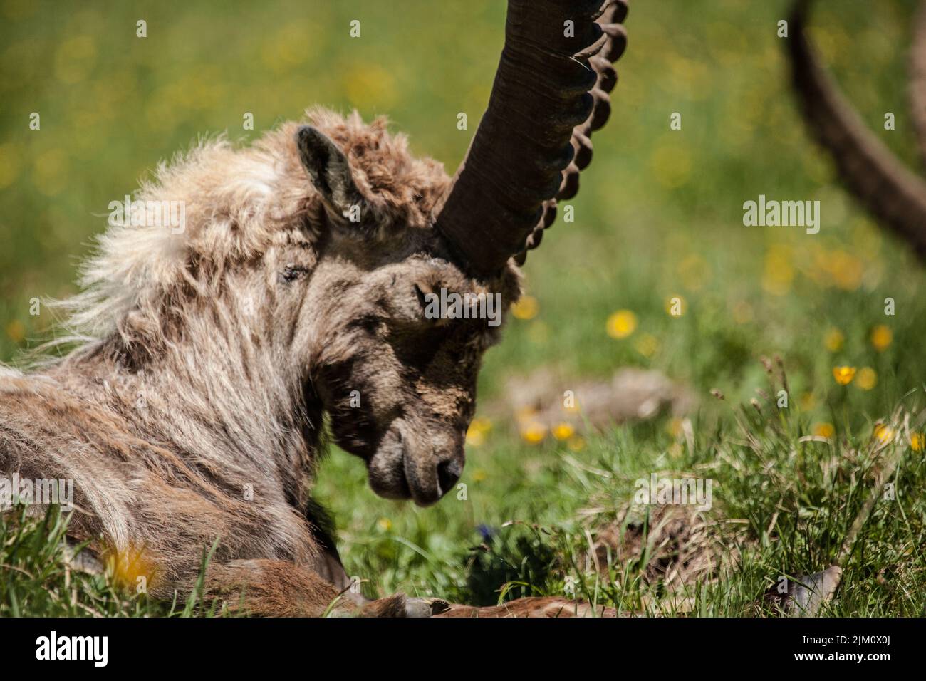 A capra goat bowed her head in the field on a blurry background Stock ...