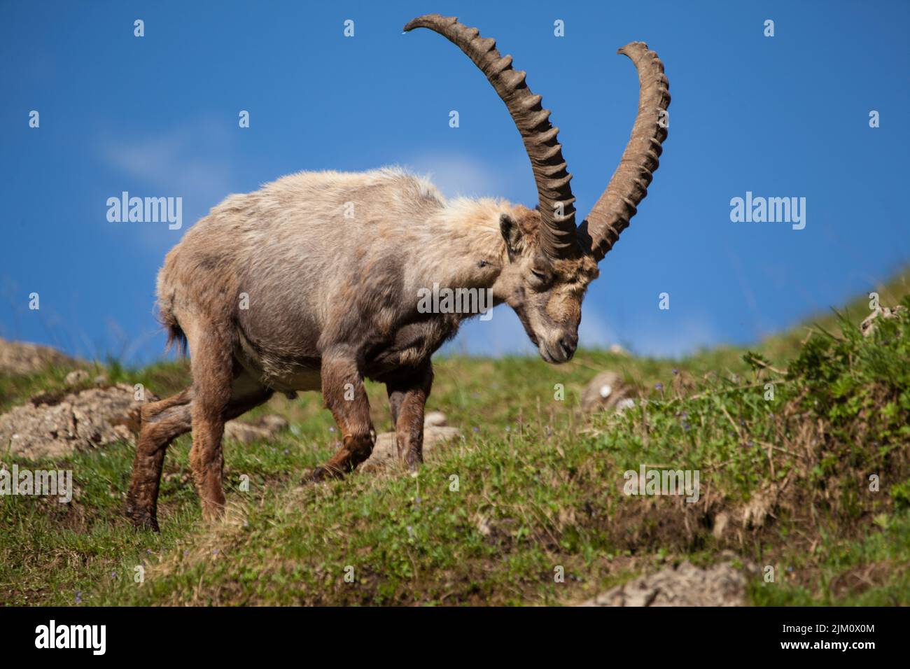 A wild mountain goat with long horns on a hill Stock Photo