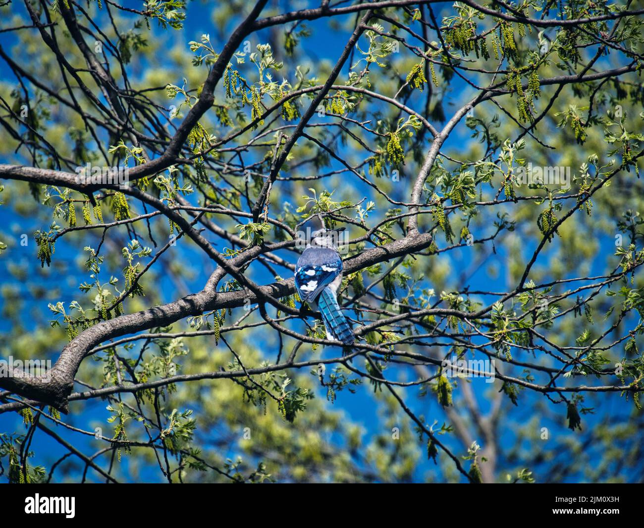 A view of a beautiful blue Jay on a tree in a forest Stock Photo