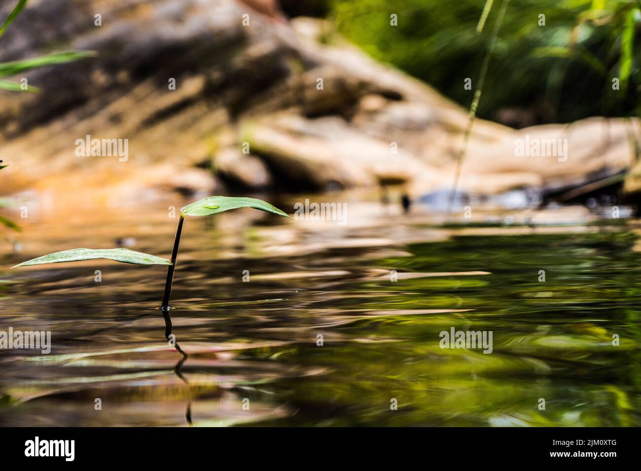 A closeup shot of a plant growing in the river among rocks Stock Photo