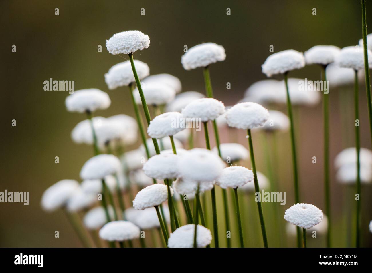 A closeup of a white Eriocaulon decangulare flowers growing against a blurry green background Stock Photo