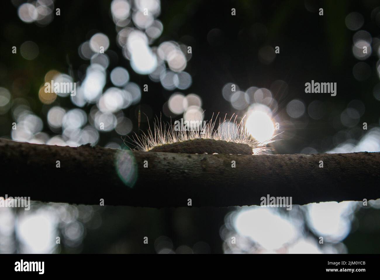 A silhouette of a hairy Caterpillar on a branch under the sunlight Stock Photo