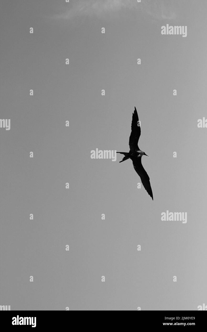 A silhouette of a frigatebird on flight Stock Photo