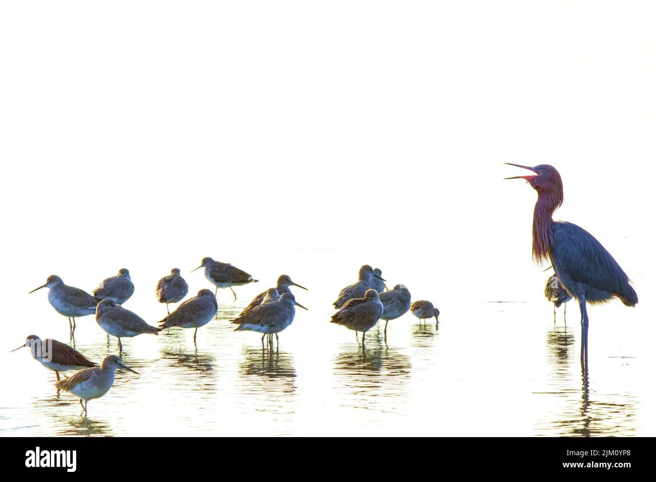 A closeup of reddish egrets and a flock of webbed snails standing in the water in J.N. "Ding" Darling National Wildlife Refuge Stock Photo