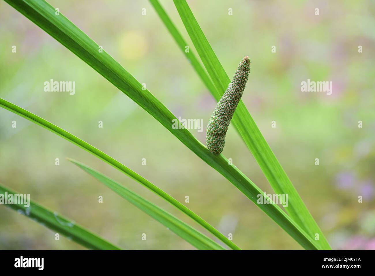 Inflorescence of sweet flag (Acorus calamus), tall wetland plant, used as decorative pond vegetation and also in traditional medicine, blurry green ba Stock Photo
