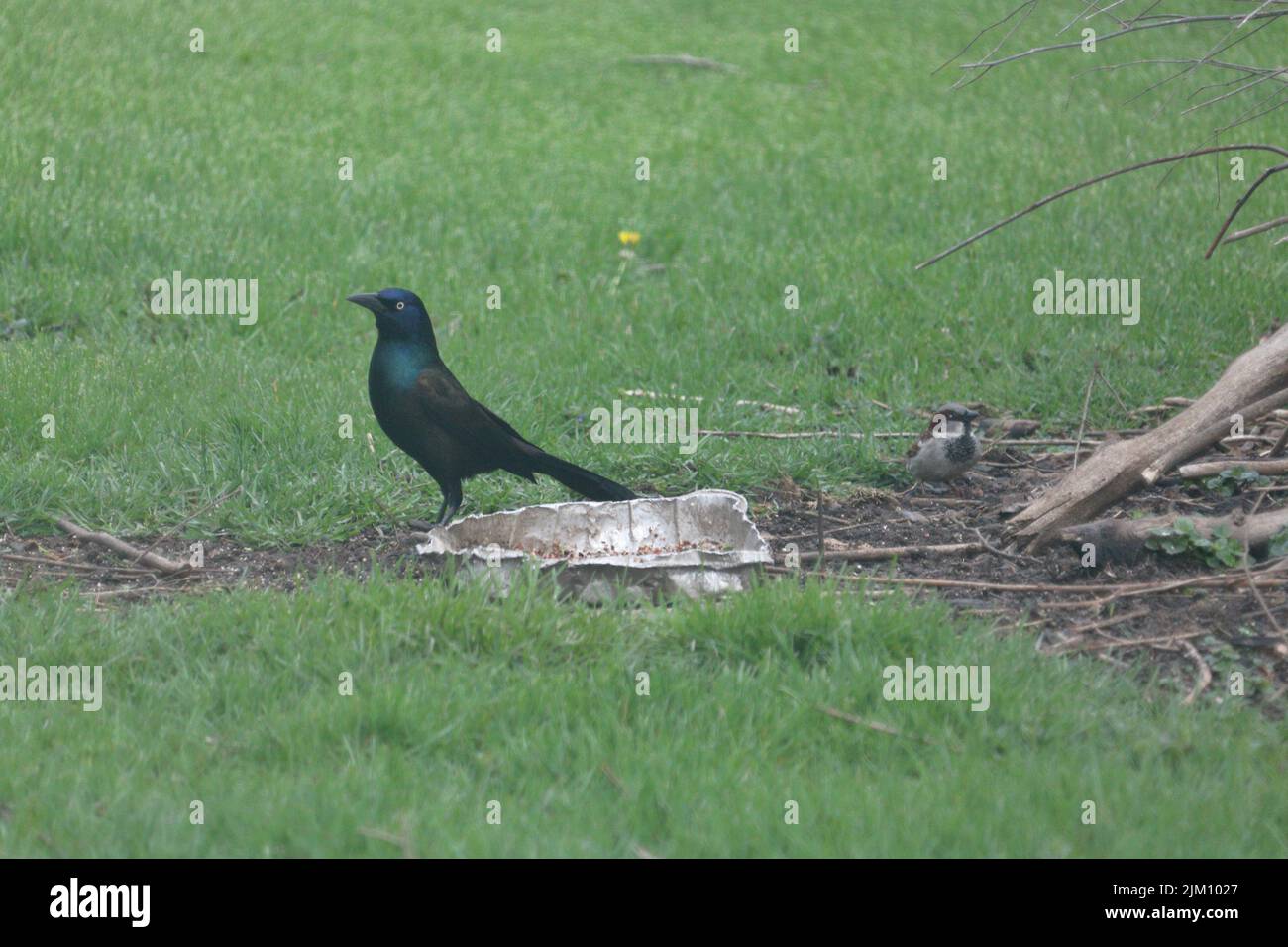 A beautiful shot of two birds standing on the green grass at the park during daytime Stock Photo