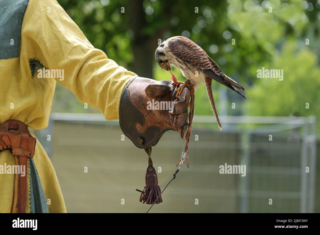 Falcon is fed on the leather glove by a falconer, a small but fast hunting bird during training, copy space, selected focus Stock Photo