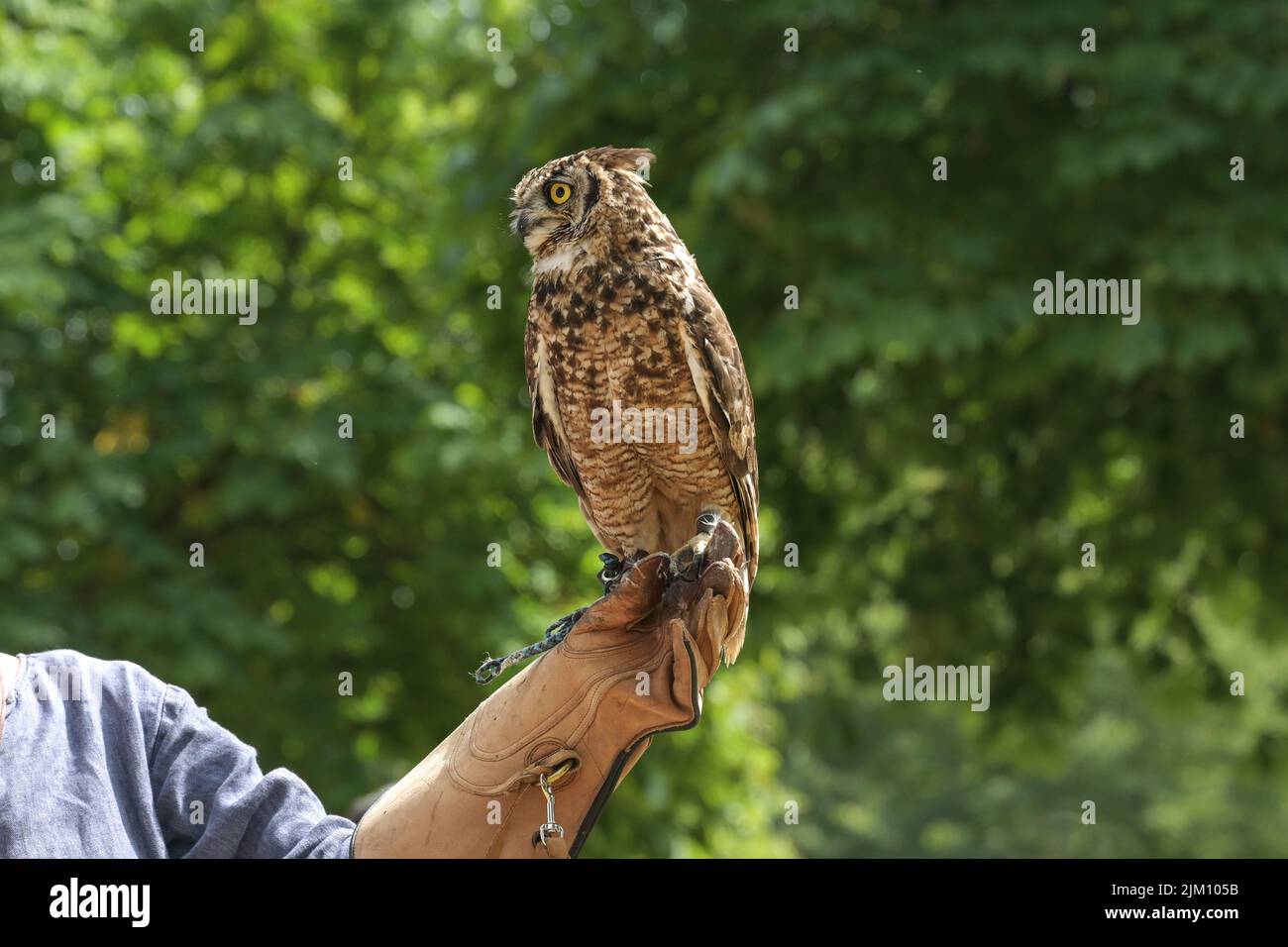 Owl sitting on the leather glove of a female falconer against a green