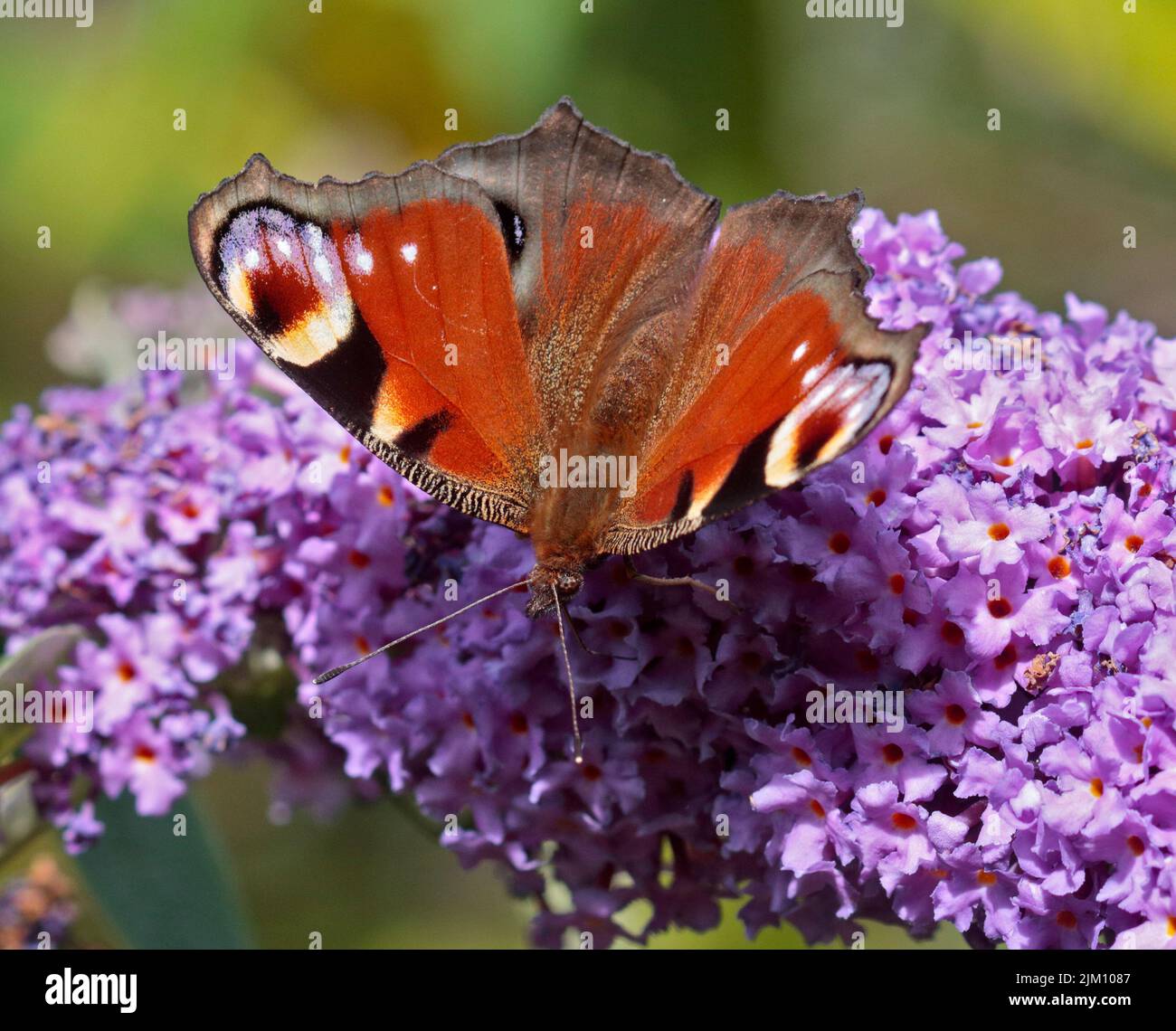 Peacock Butterfly (inachis io) on Buddleia, Wales Stock Photo