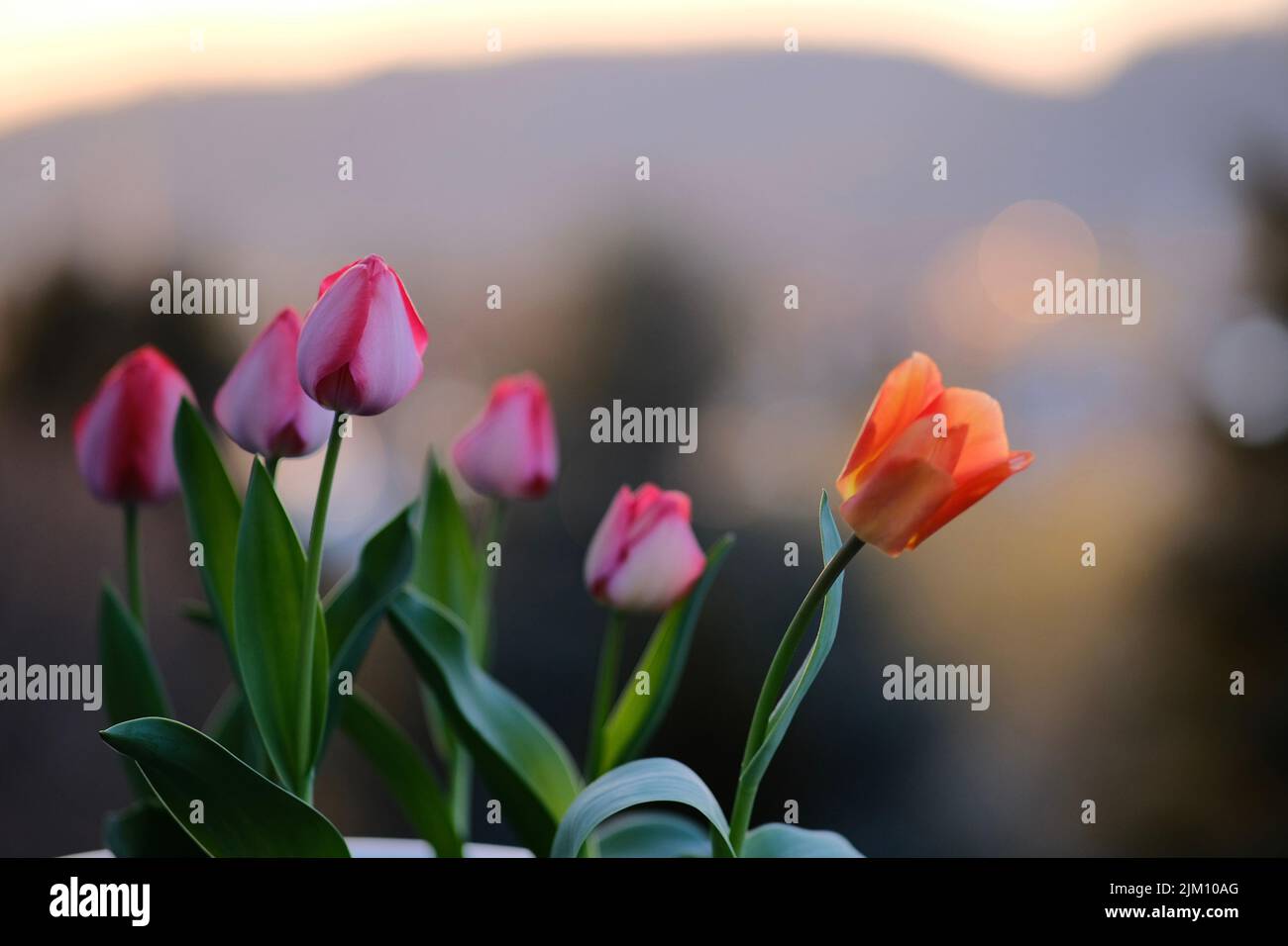 A selective focus shot of tulip flowers in a garden Stock Photo - Alamy