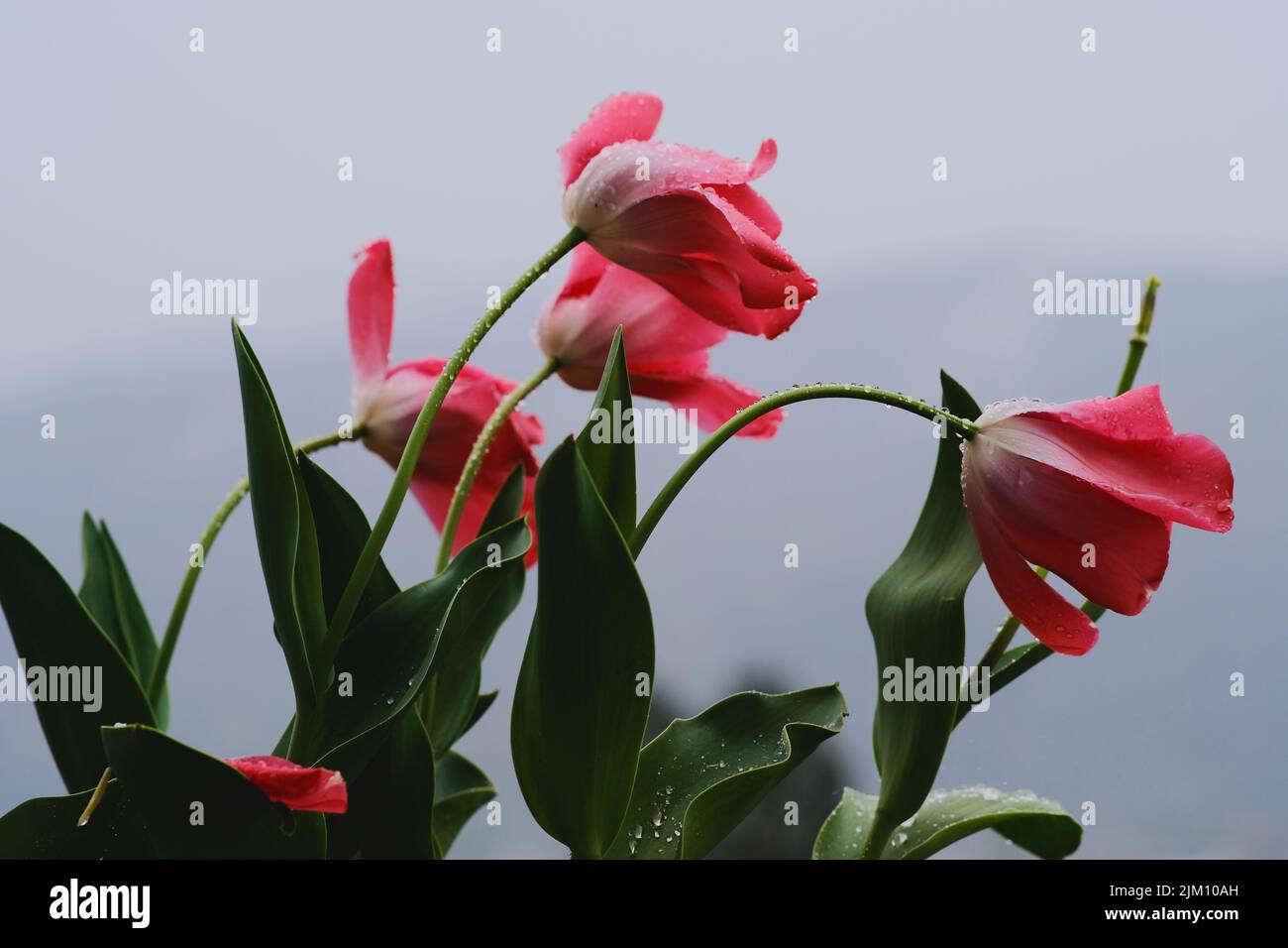 A selective focus shot of tulip flowers after rain Stock Photo - Alamy