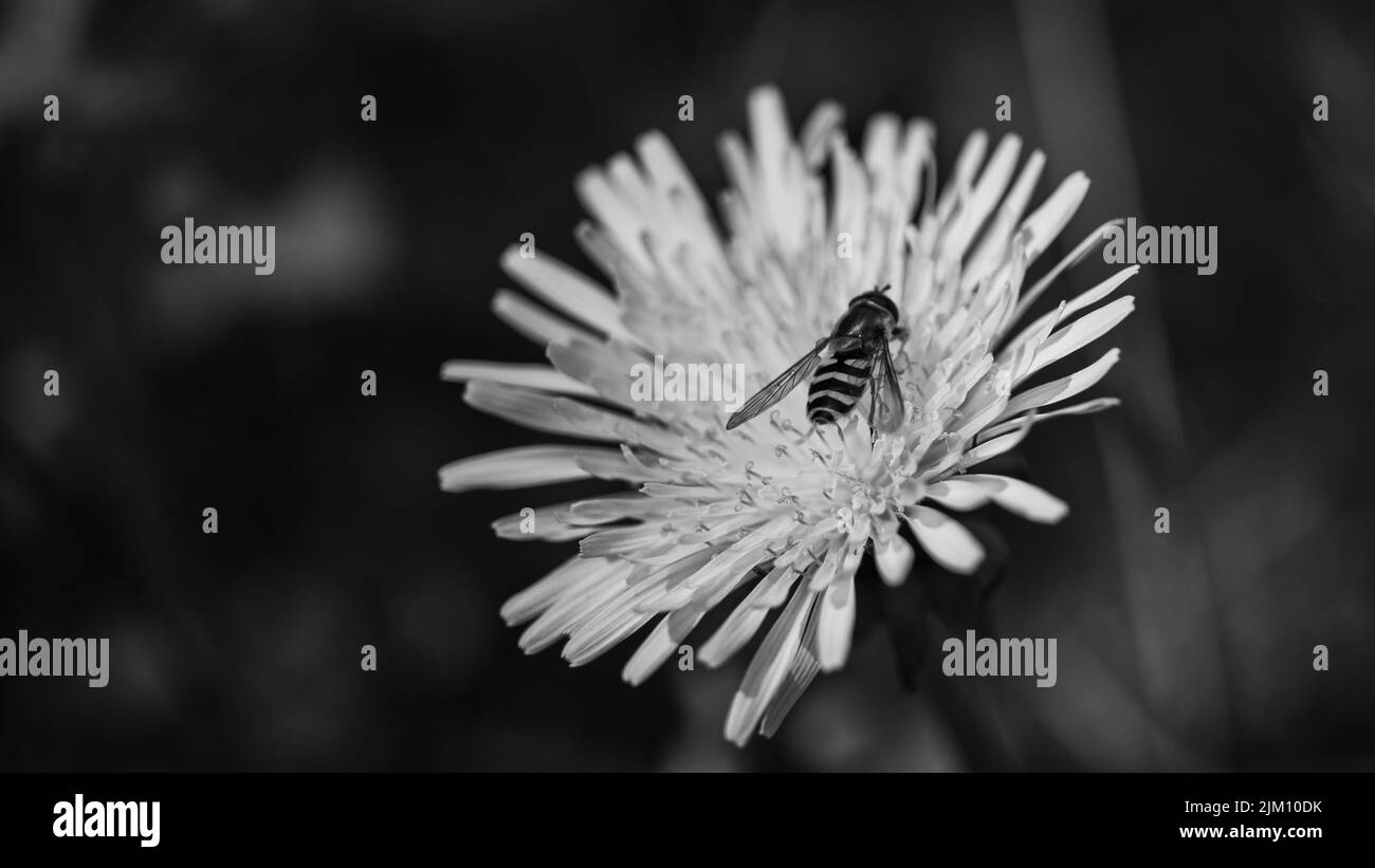 Insect pollinating plant Black and White Stock Photos & Images - Alamy