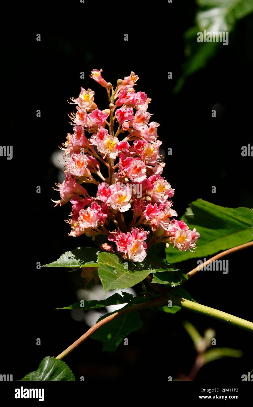 Red chestnut flowers on tree branches, Germany Stock Photo
