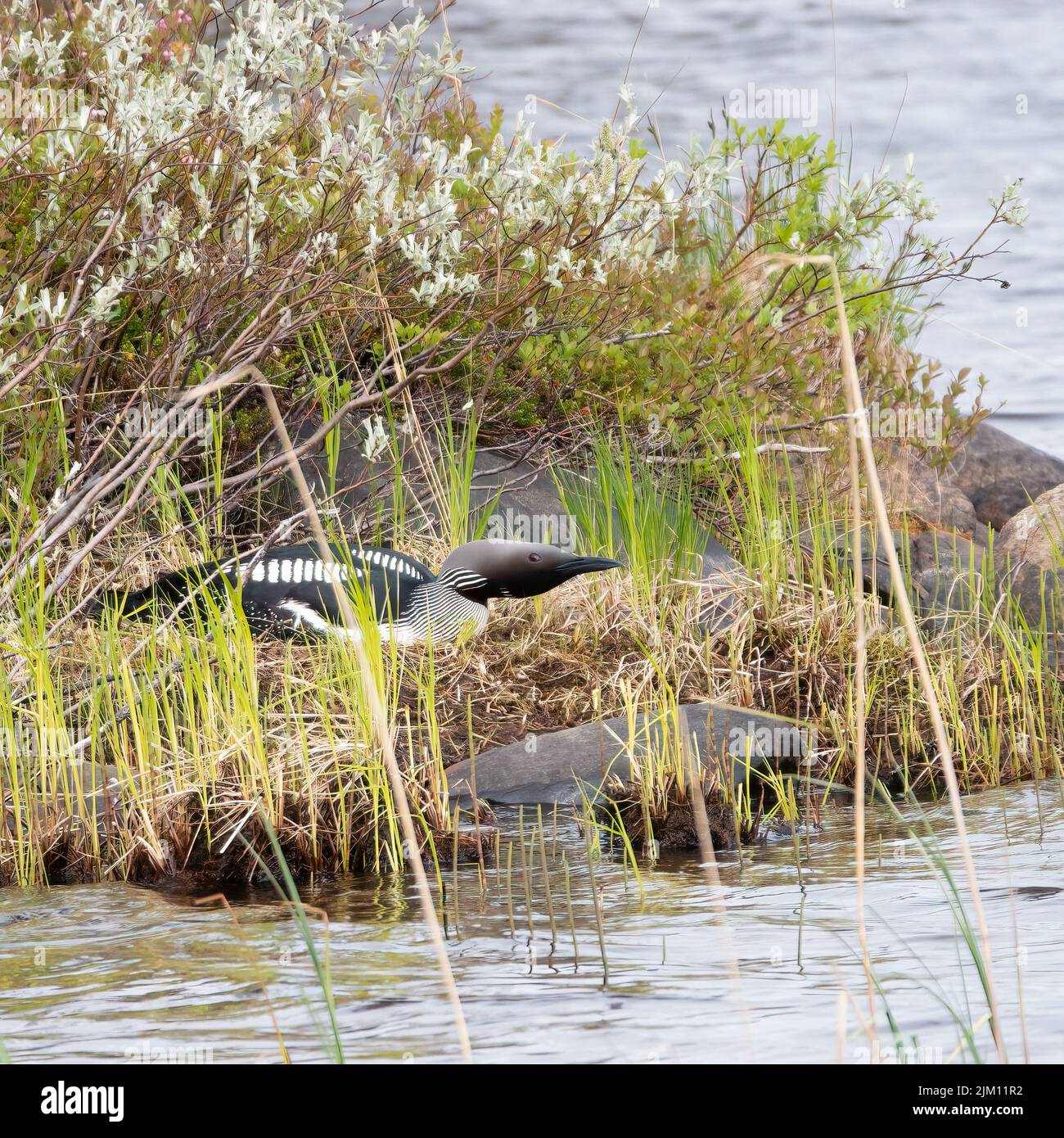 Black-throated Diver Stock Photo