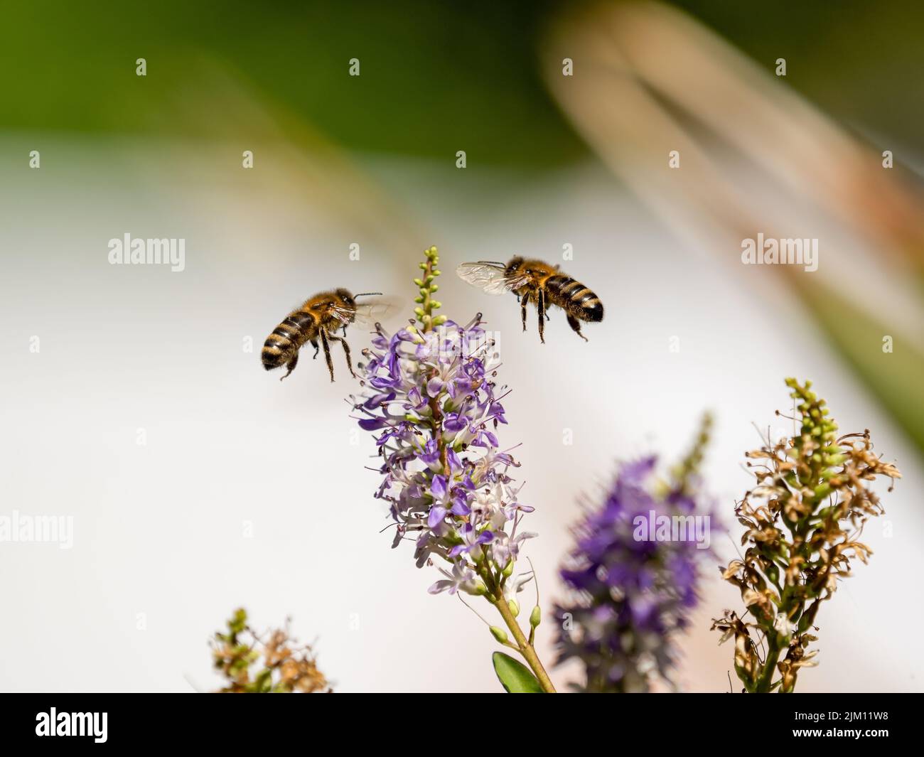 worker honey bees in flight collecting nectar from wild flowers Stock