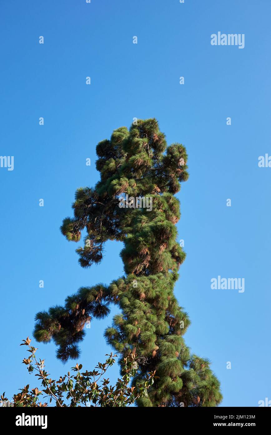 Pinus canariensis tree Stock Photo
