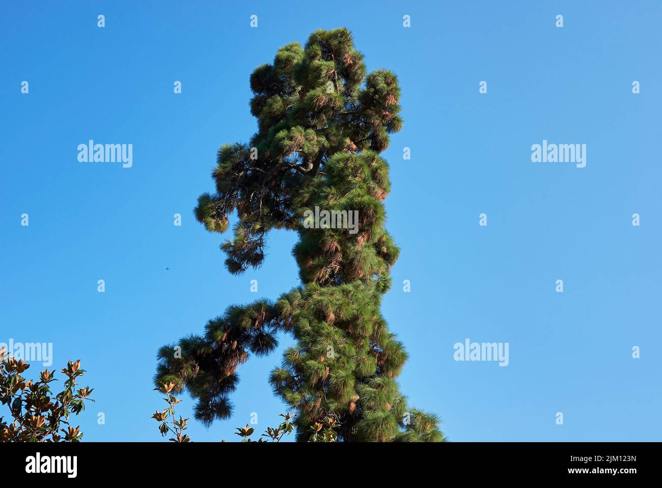 Pinus canariensis tree Stock Photo