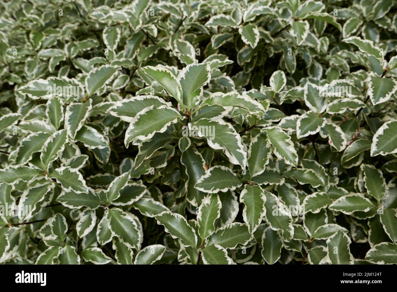 Pittosporum tenuifolium variegated leaves Stock Photo
