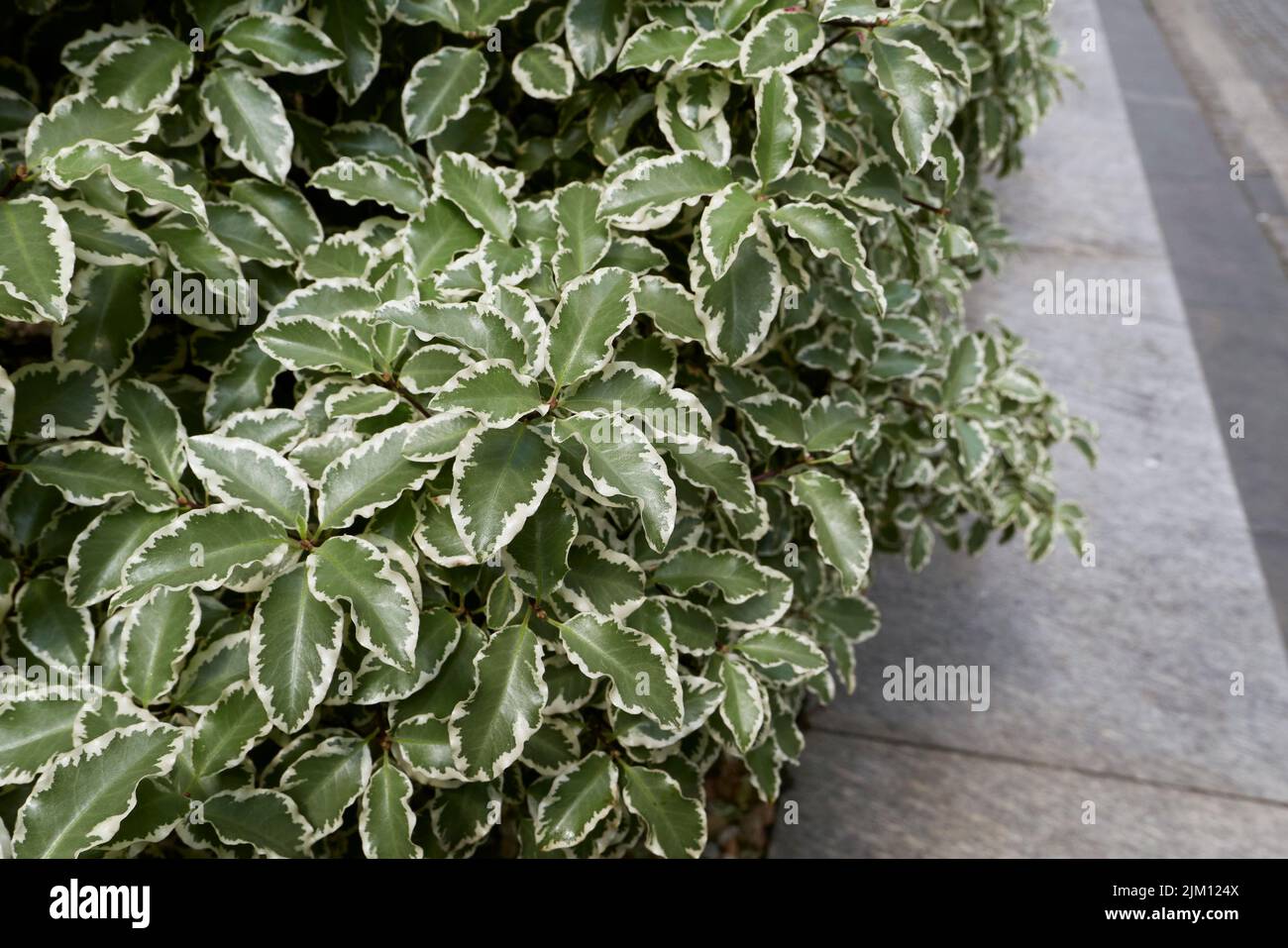 Pittosporum tenuifolium variegated leaves Stock Photo