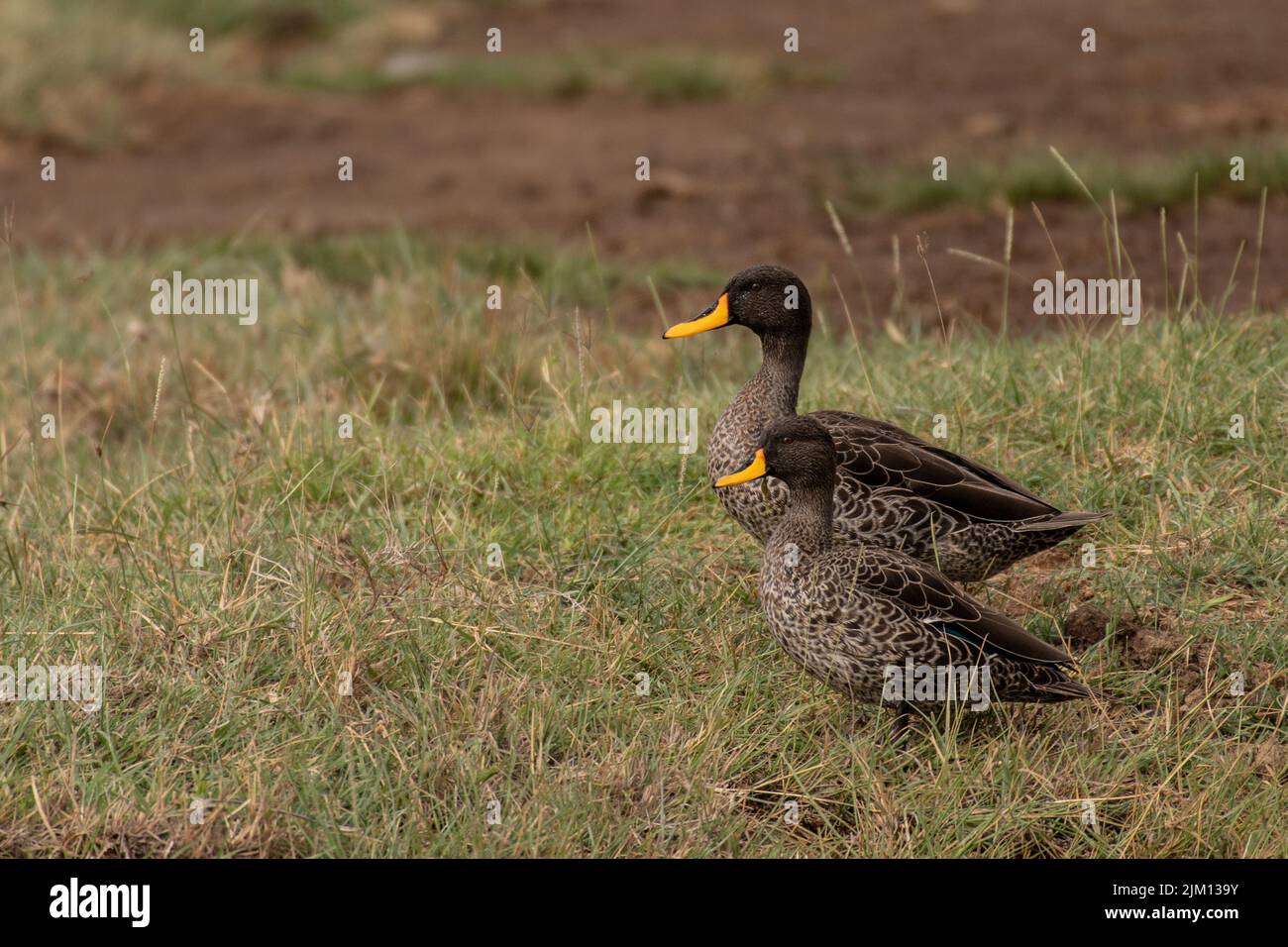 Yellow-billed duck, Anatidae, Lake Nakuru National Park, Kenya, Africa Stock Photo