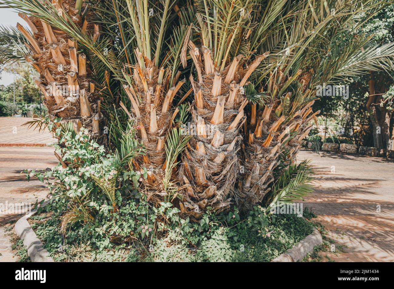 Palm trees trunk with green grass, growing in park Stock Photo Alamy