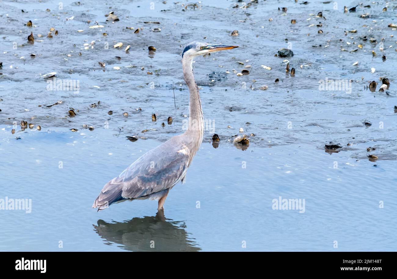 blue heron closeup at low tide with many things to eat in view Stock Photo