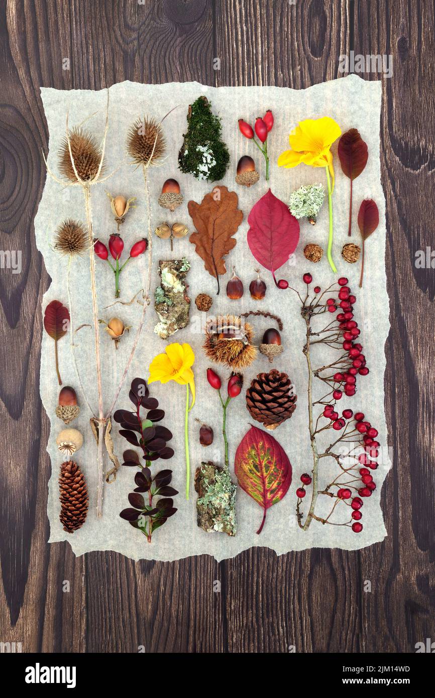 Autumn nature study of leaves, berry fruit, flowers and traditional natural objects. Background botanical composition for the Fall Thanksgiving season Stock Photo