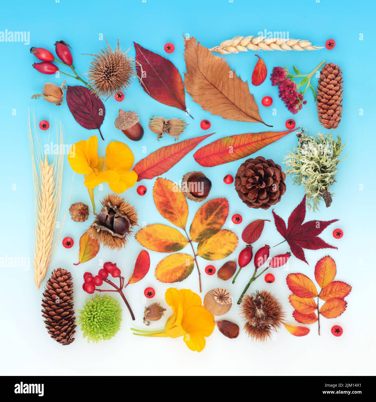 Symbols of Autumn abstract nature concept with leavers, flowers, nuts, red berry fruit. Thanksgiving Fall composition with natural flora. Stock Photo