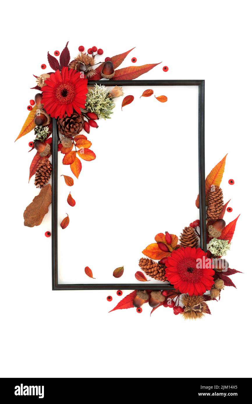 Vivid Autumn and Thanksgiving background border with red leaves, flowers, nuts, berries. Nature Fall composition with flora. Black frame on white. Stock Photo