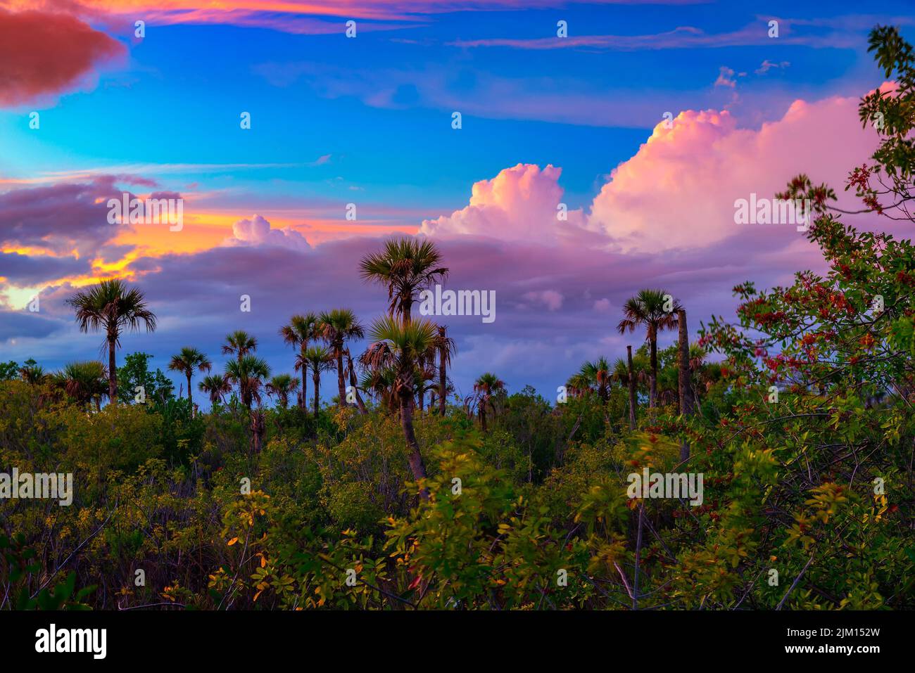 Colorful sunset over Everglades National Park in Florida Stock Photo