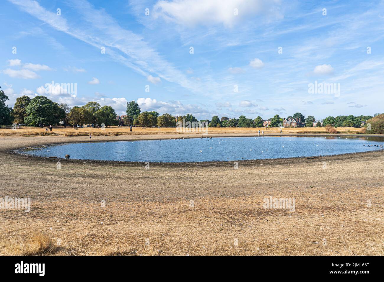 London, UK 4 August 2022. The water level on rushmere pond on Wimbledon Common, south west London  looking parched  and barren  due to the effect of the dry conditions  and extreme heat .  Water supplies have come under pressure after record breaking temperatures hit 40.3c last month and a drought warning has been declared after the hottest  july was recorded  and the south east of England  saw an average of 5mm of rain Credit. amer ghazzal/Alamy Live News Stock Photo