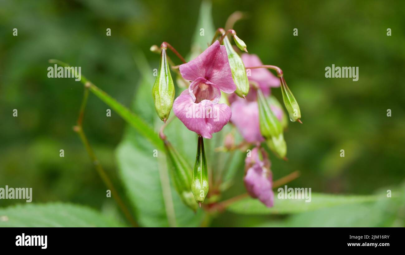 Himalayan balsam Impatiens glandulifera bloom close-up flower pink blossom detail, Ornamental touching jewelweed western honey insects collect saw Stock Photo