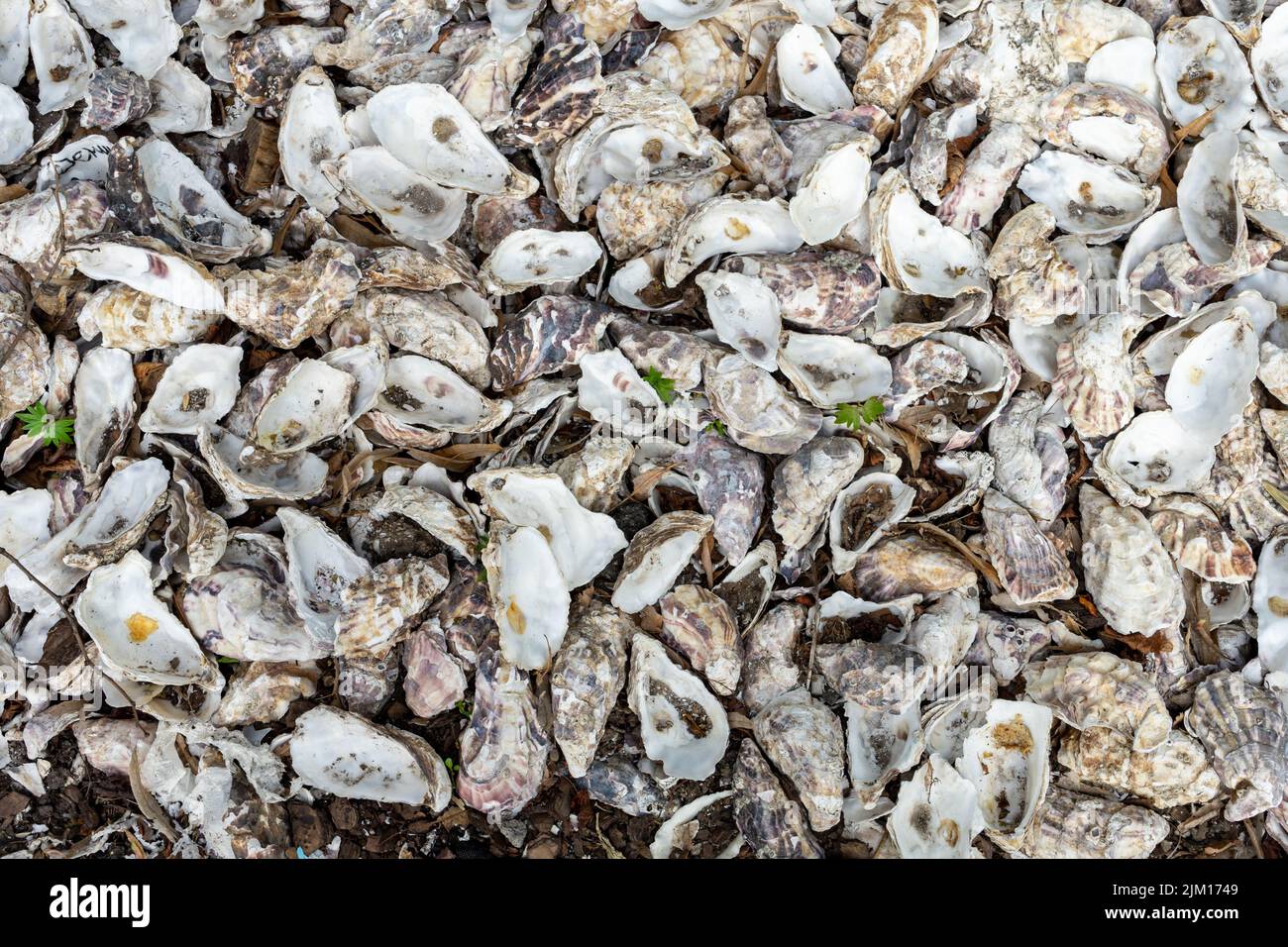 Many identical sea shells. Sea background with copy space Stock Photo ...