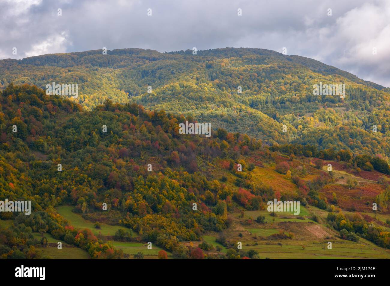 mountainous carpathian countryside in autumn. forest in fall foliage and rural fields on steep hills. beauty of colorful outdoor nature scenery in dap Stock Photo