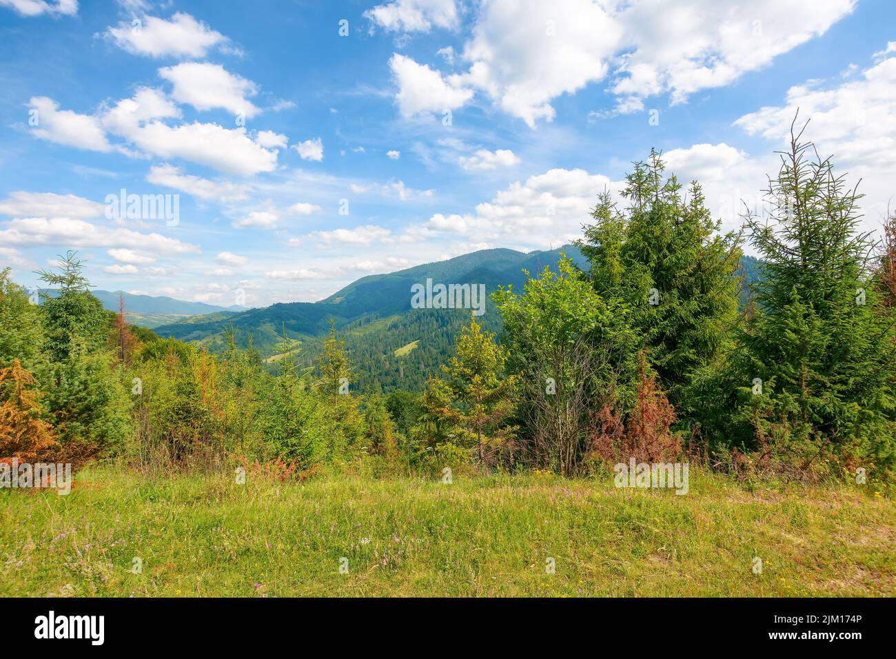 forest on the grassy hill. beautiful landscape of carpathian mountains in summer. countryside vacation season concept. sunny weather with fluffy cloud Stock Photo