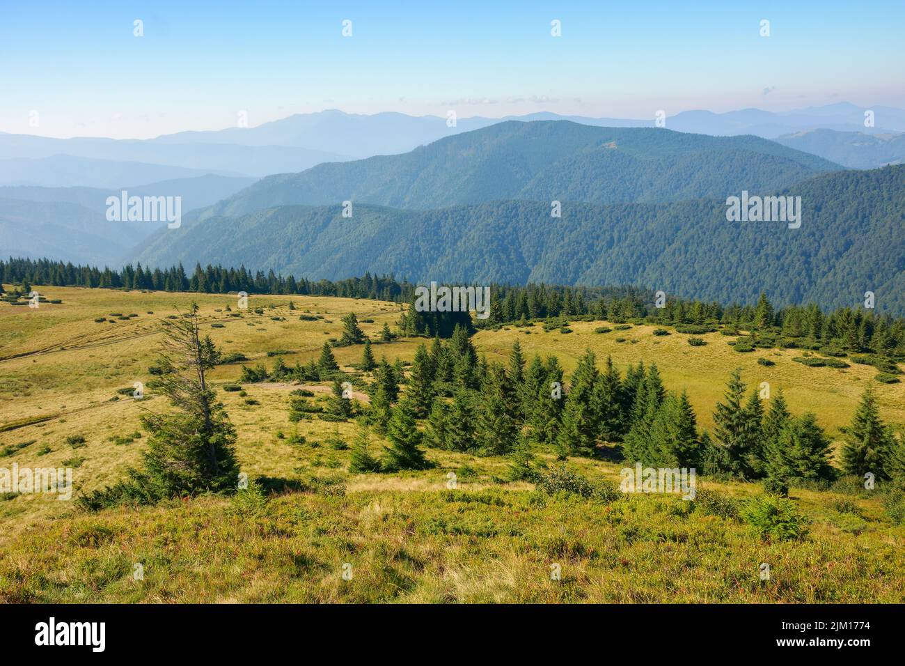 carpathian mountain landscape in summer. coniferous forest on the grassy hillside. hills and meadows in morning light. tourism and vacation season Stock Photo