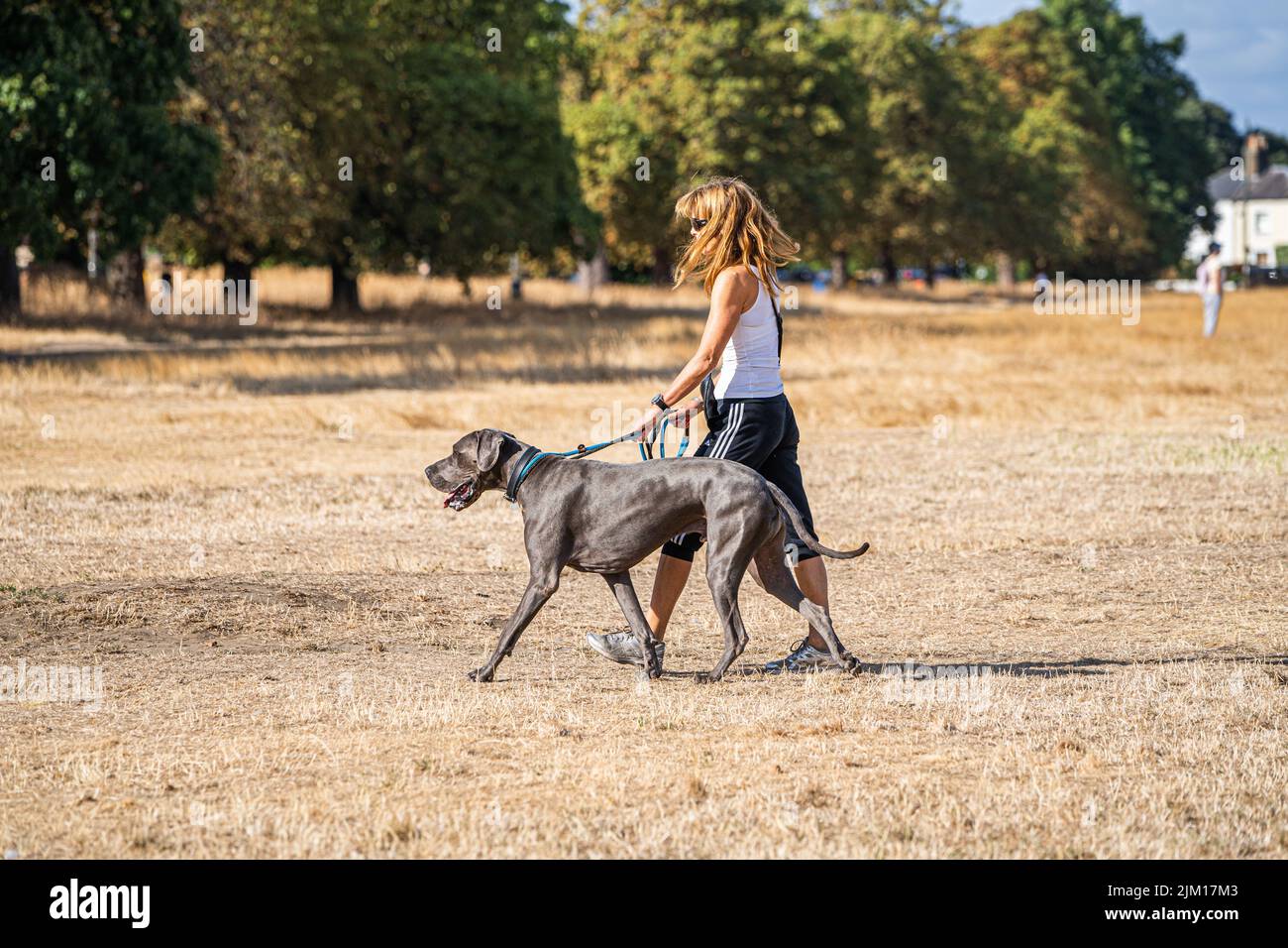 London, UK 4 August 2022. A woman walks her dog in the bright morning sunshine on Wimbledon Common, south west London  looking parched  and barren  due to the effect of the dry conditions  and extreme heat .  Water supplies have come under pressure after record breaking temperatures hit 40.3c last month and a drought warning has been declared after the hottest  july was recorded  and the south east of England  saw an average of 5mm of rain Credit. amer ghazzal/Alamy Live News Stock Photo