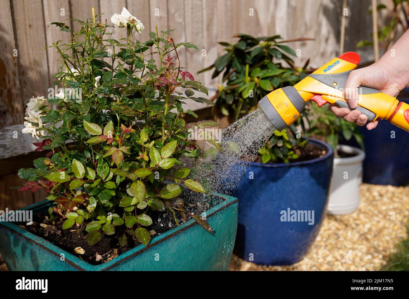 A person uses a hosepipe to water plants in Basingstoke, Hampshire. The first hosepipe ban of