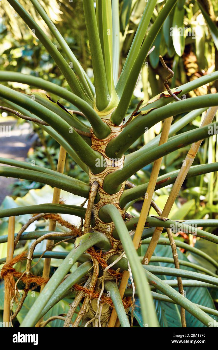 Trunk of exotic 'Thaumatophyllum' plant. Formerly  known as 'Philodendron Meconostigma' Stock Photo