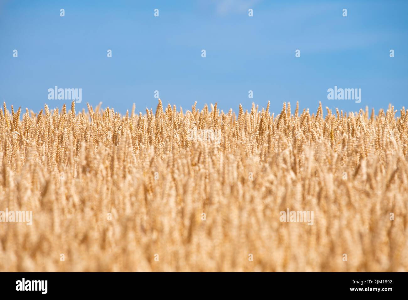 Wheat field and blue sky - Kent, UK 2022 during heatwave Stock Photo