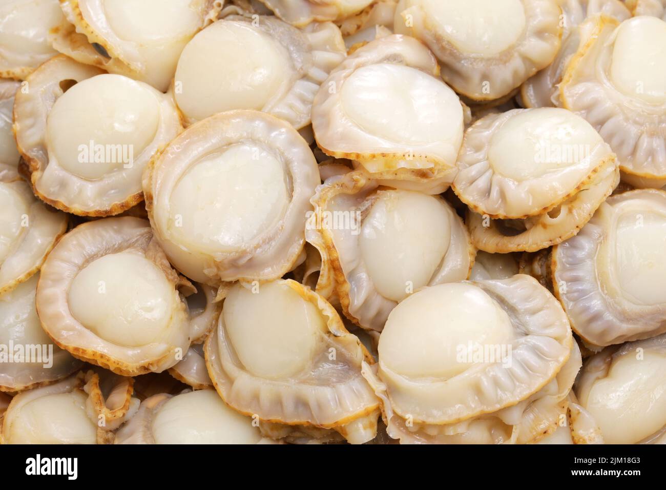 steamed baby bay scallops, Japanese food Stock Photo Alamy