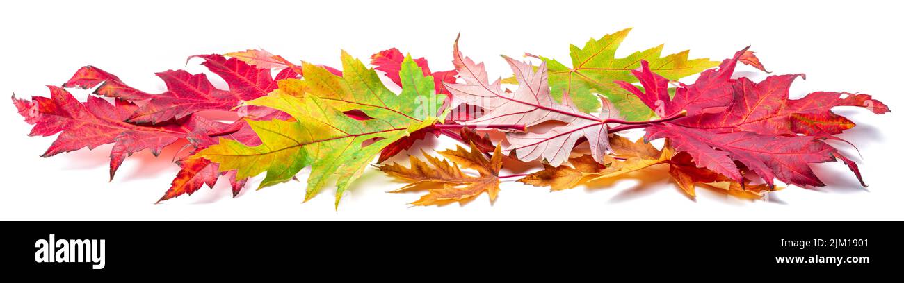 Horizontal heap of colorful autumn maple leaves isolated on white background. Great decor for advertising layouts. Many autumn leaves. Stock Photo