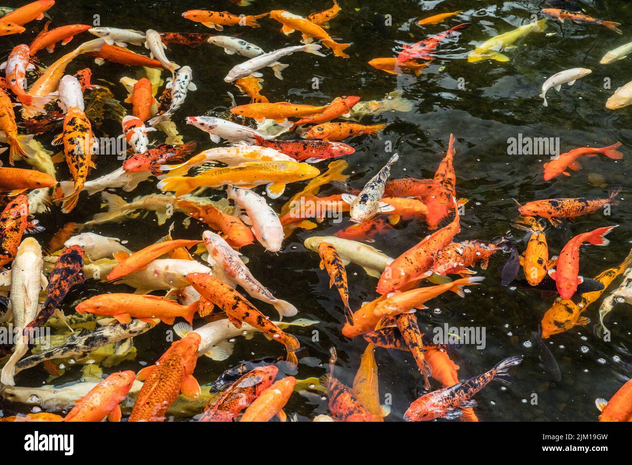 Lot of colorful asian carps swimming in the water. Stock Photo