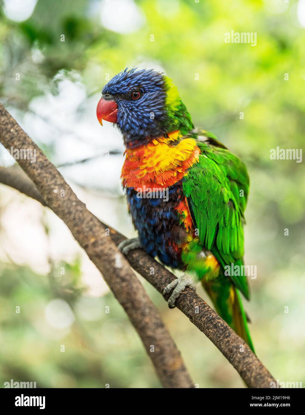 Coconut lorikeet or colorful parrot sitting on a branch. Stock Photo