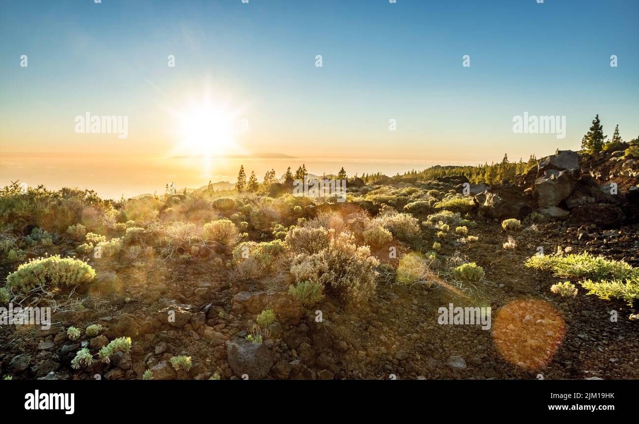 Flora of Teide National Park and La Gomera Island in the sunset at the background. Tenerife Island. Stock Photo