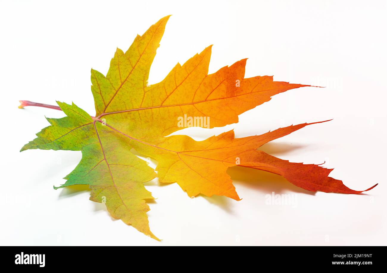 One autumn maple leaf with rainbow colors isolated on white background. Stock Photo