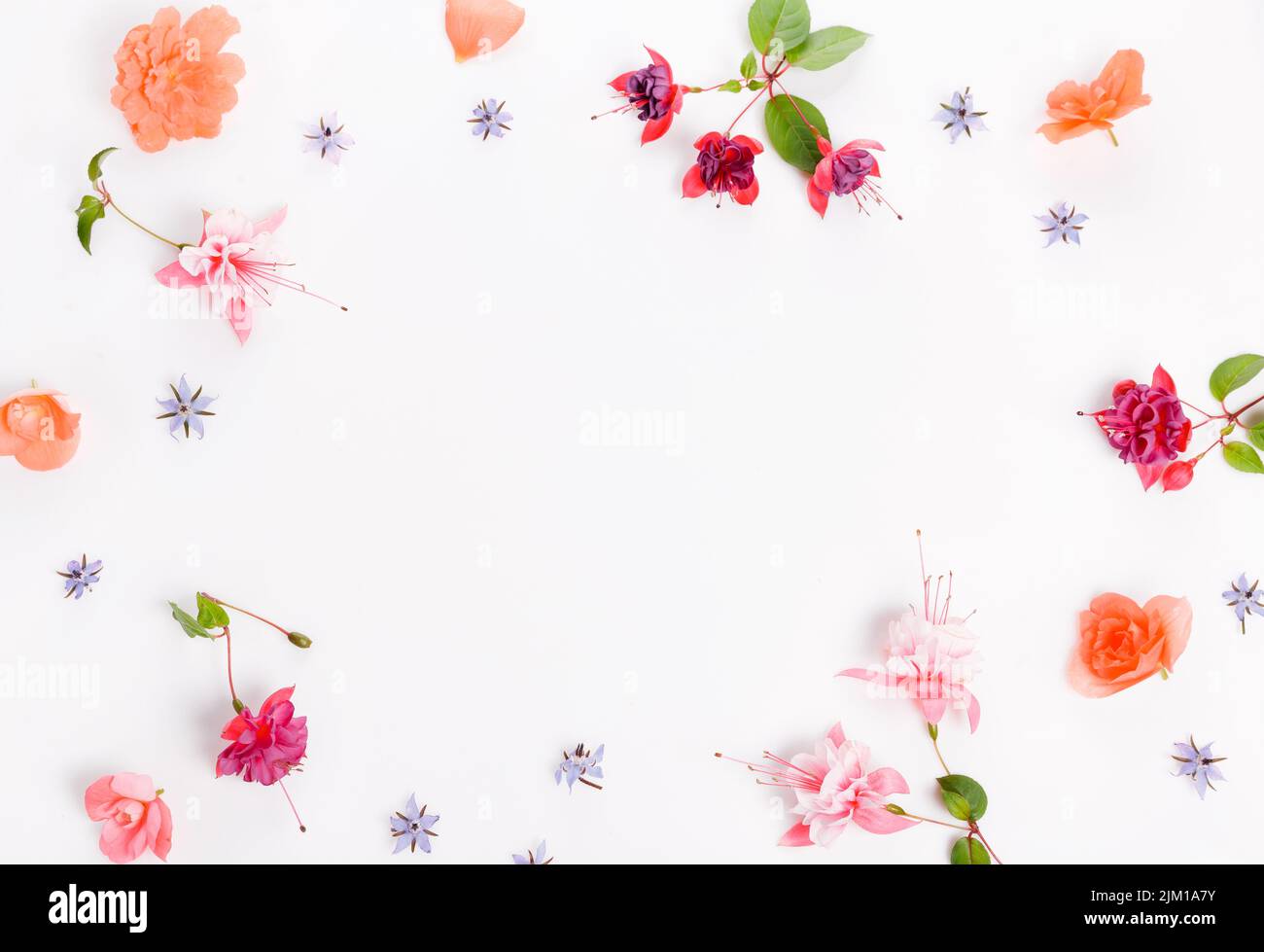 Flat lay holiday set with pink, purple fuchsia flowers on white background, top view Stock Photo