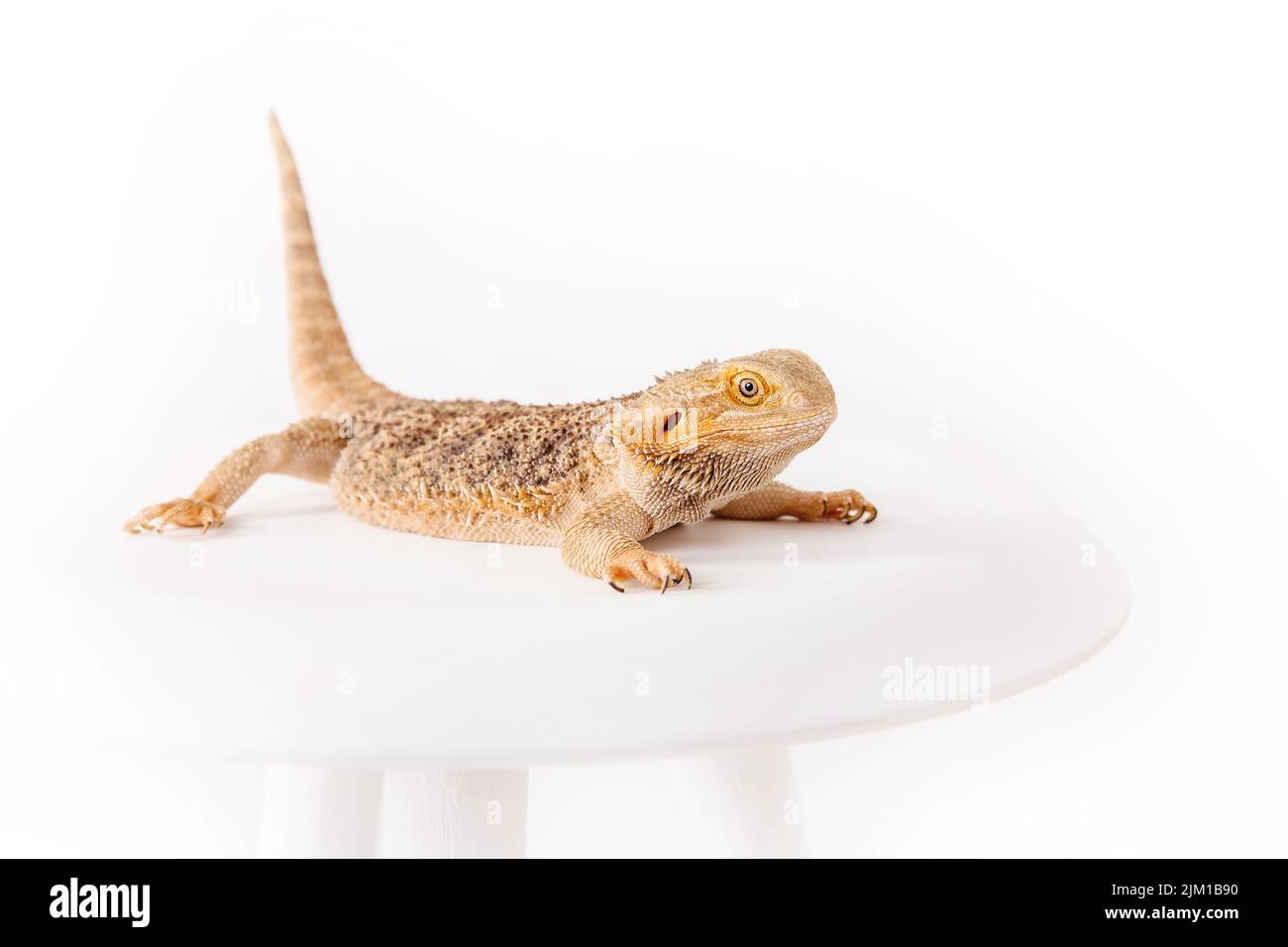The eastern bearded dragon, bearded dragon or simply bearded lizard isolated on white background Stock Photo